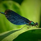 Calopteryx virgo