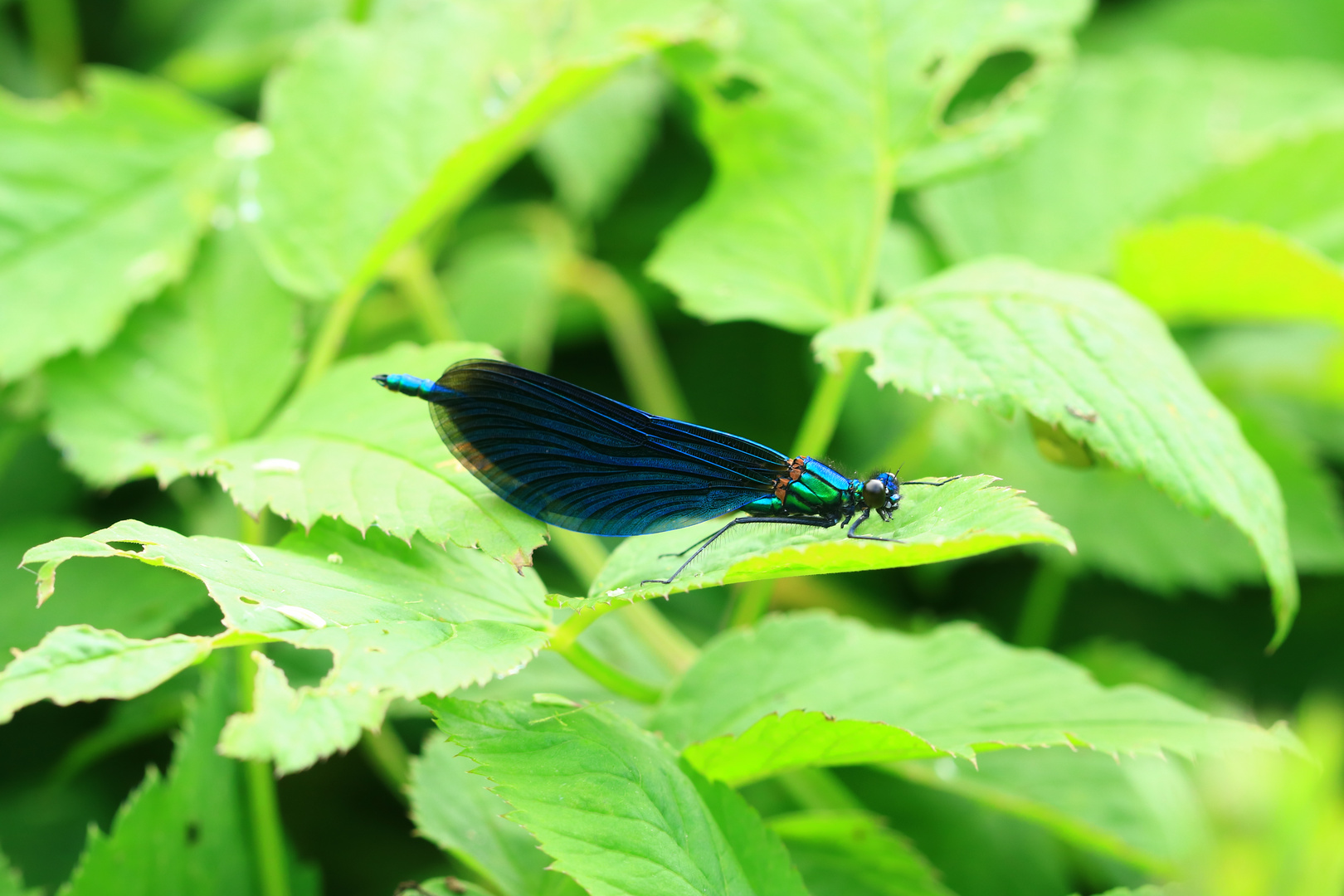 calopteryx virgo