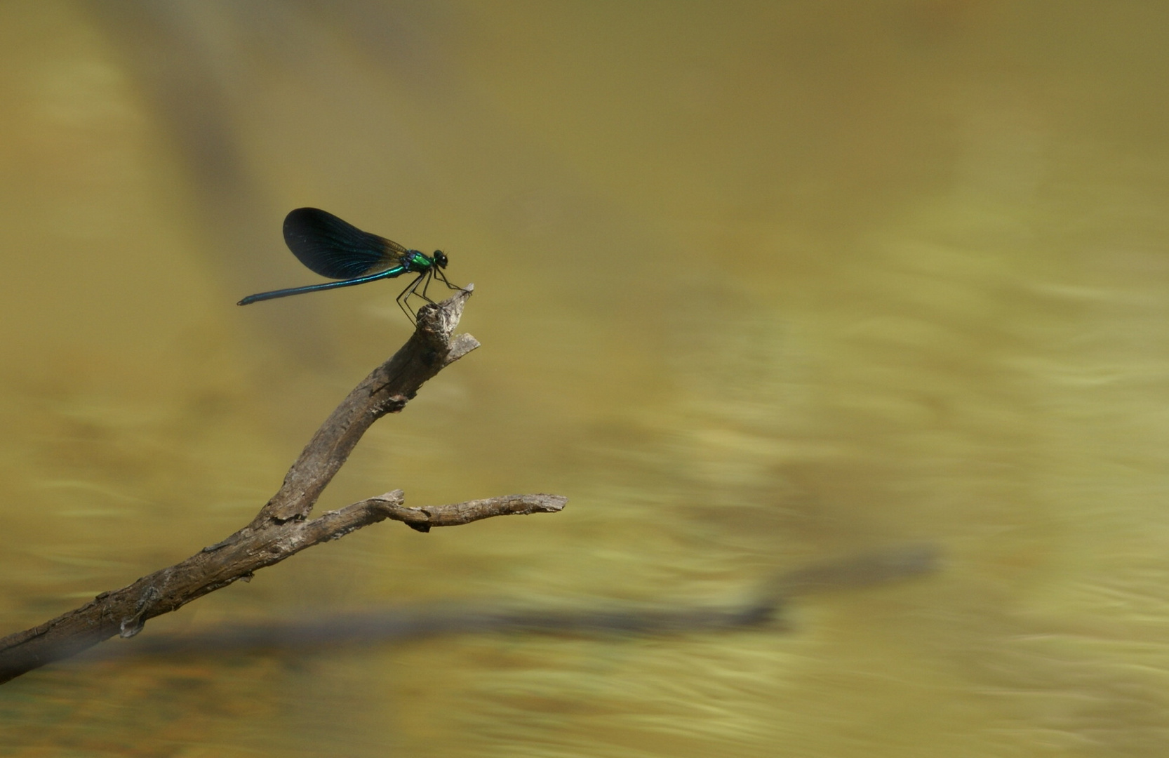 Calopteryx virgo