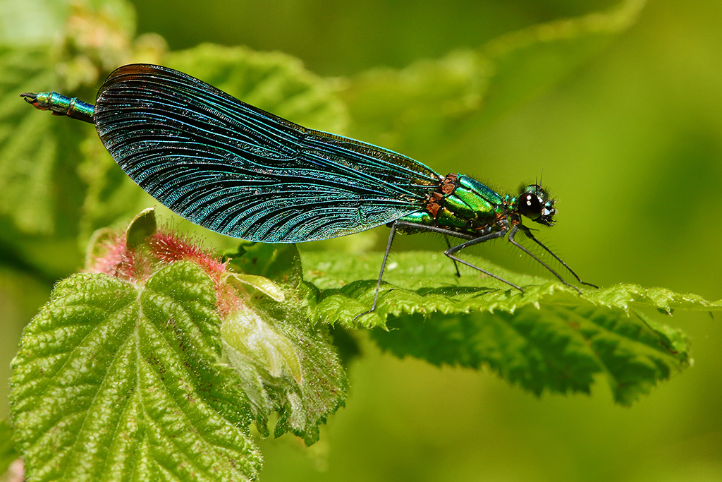 Calopteryx virgo 3