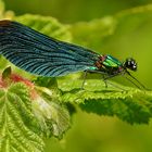 Calopteryx virgo 3