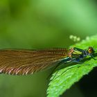 Calopteryx virgo