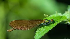 Calopteryx virgo