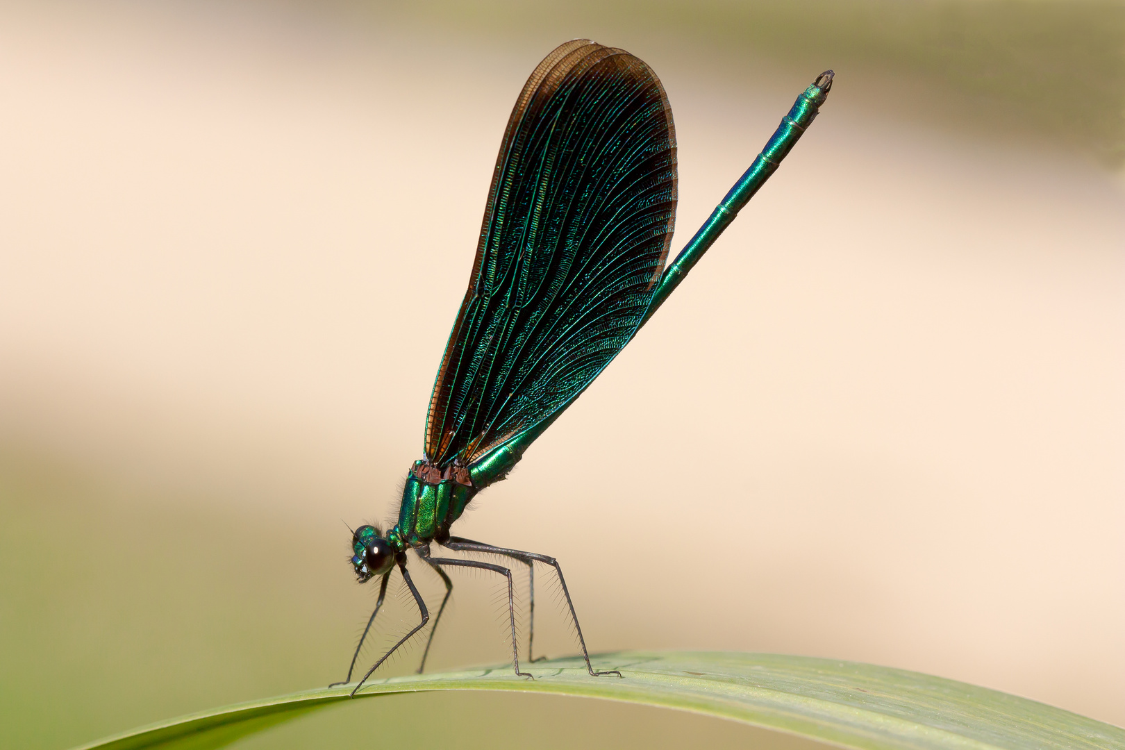 Calopteryx Virgo