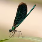 Calopteryx Virgo