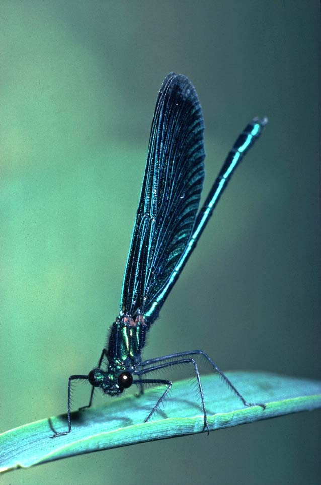 Calopteryx virgo