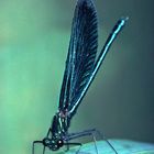 Calopteryx virgo