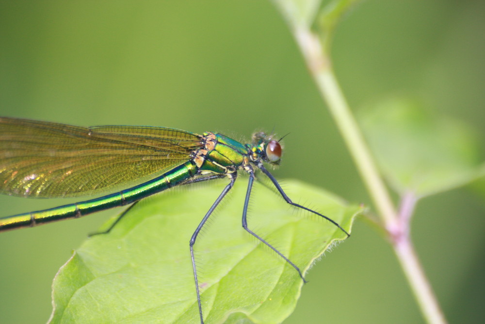 calopteryx virgo