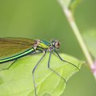 calopteryx virgo