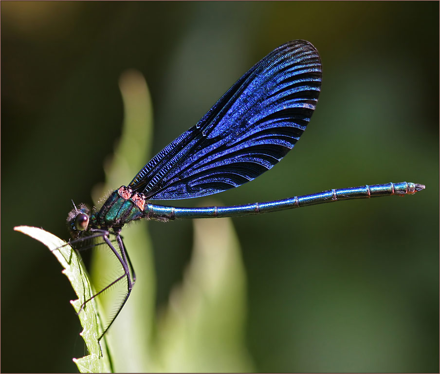 Calopteryx virgo