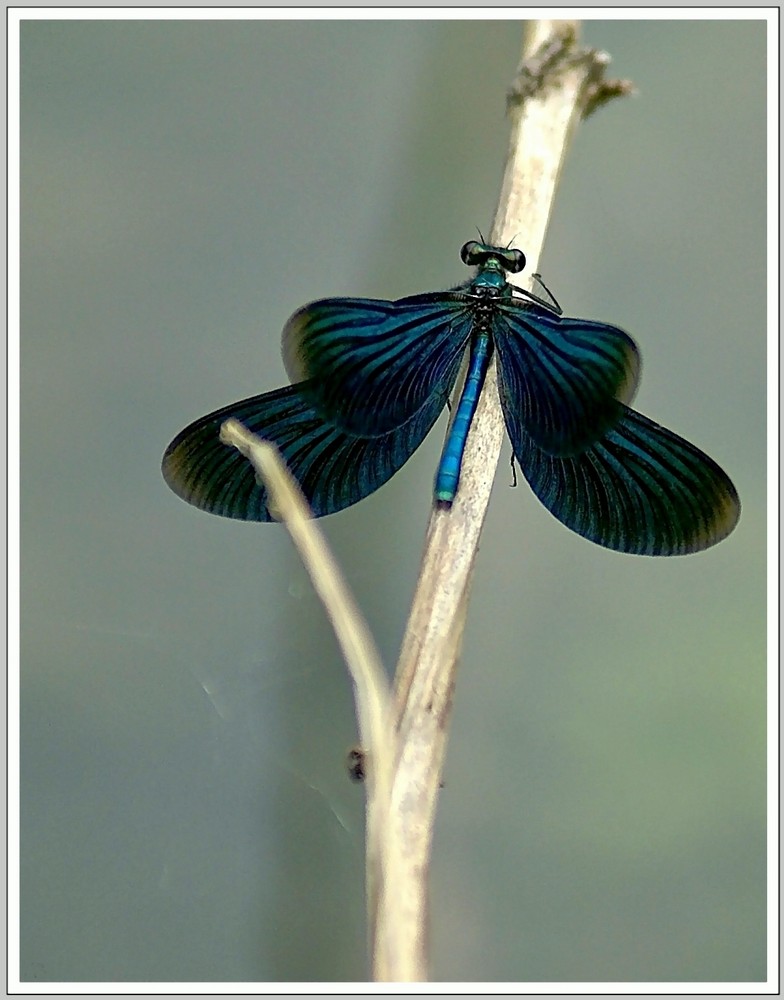 Calopteryx virgo