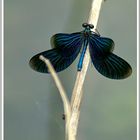 Calopteryx virgo