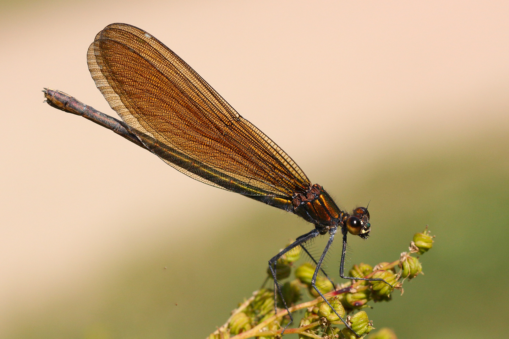 Calopteryx virgo