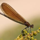 Calopteryx virgo