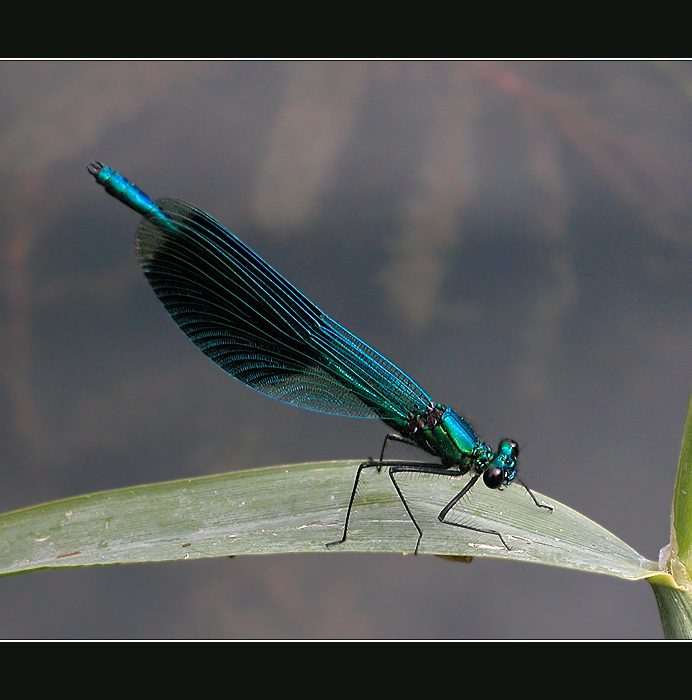 Calopteryx virgo