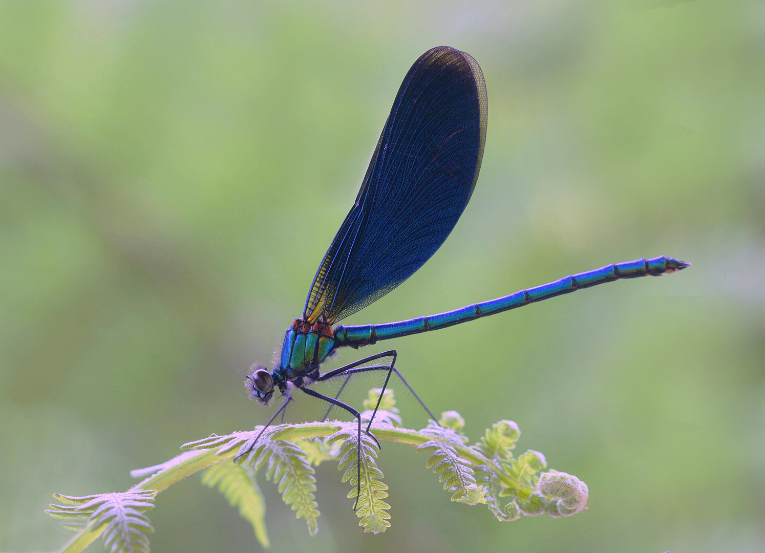 Calopteryx Virgo