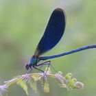 Calopteryx Virgo