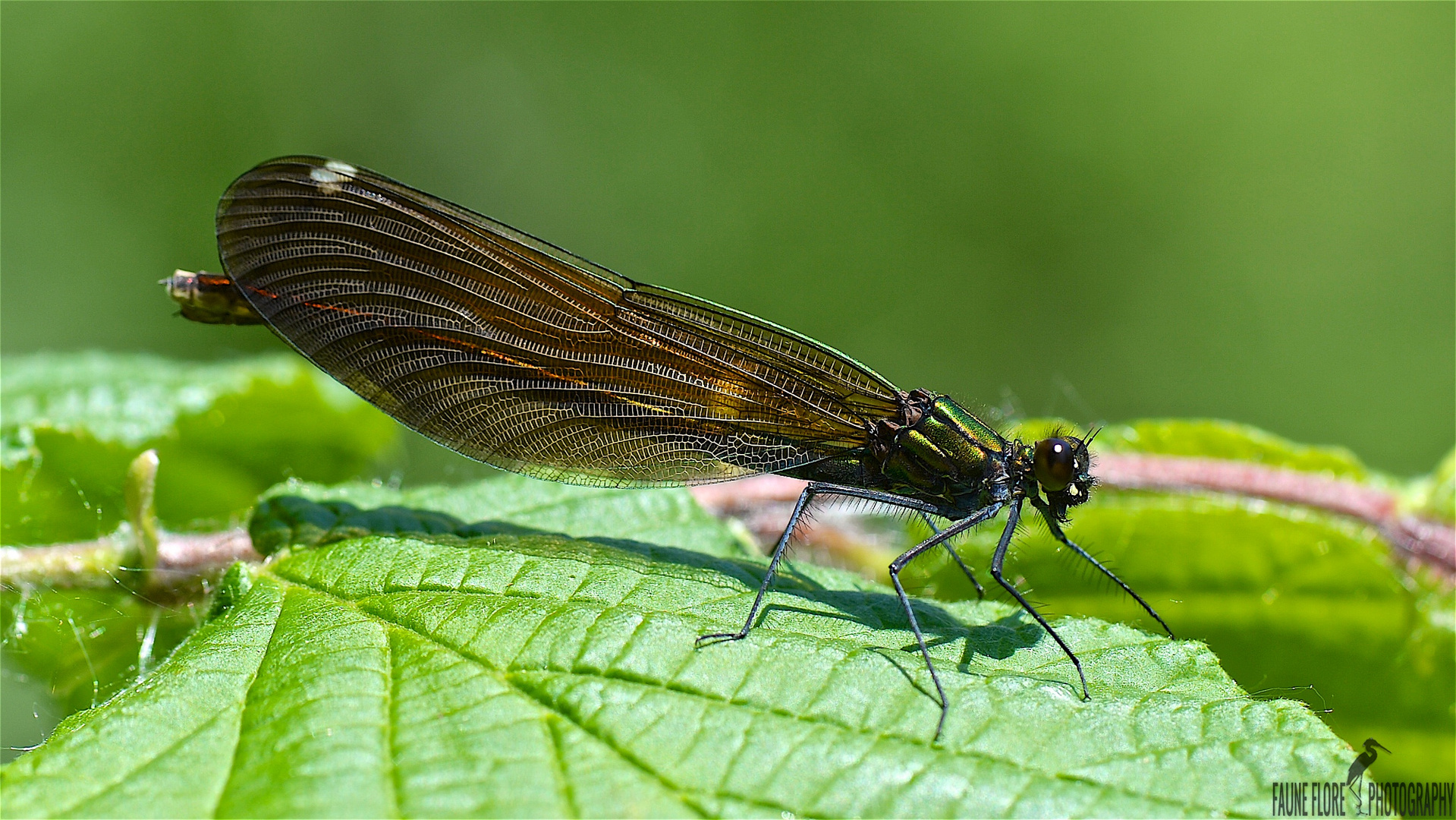 Calopteryx virgo