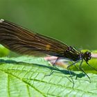 Calopteryx virgo