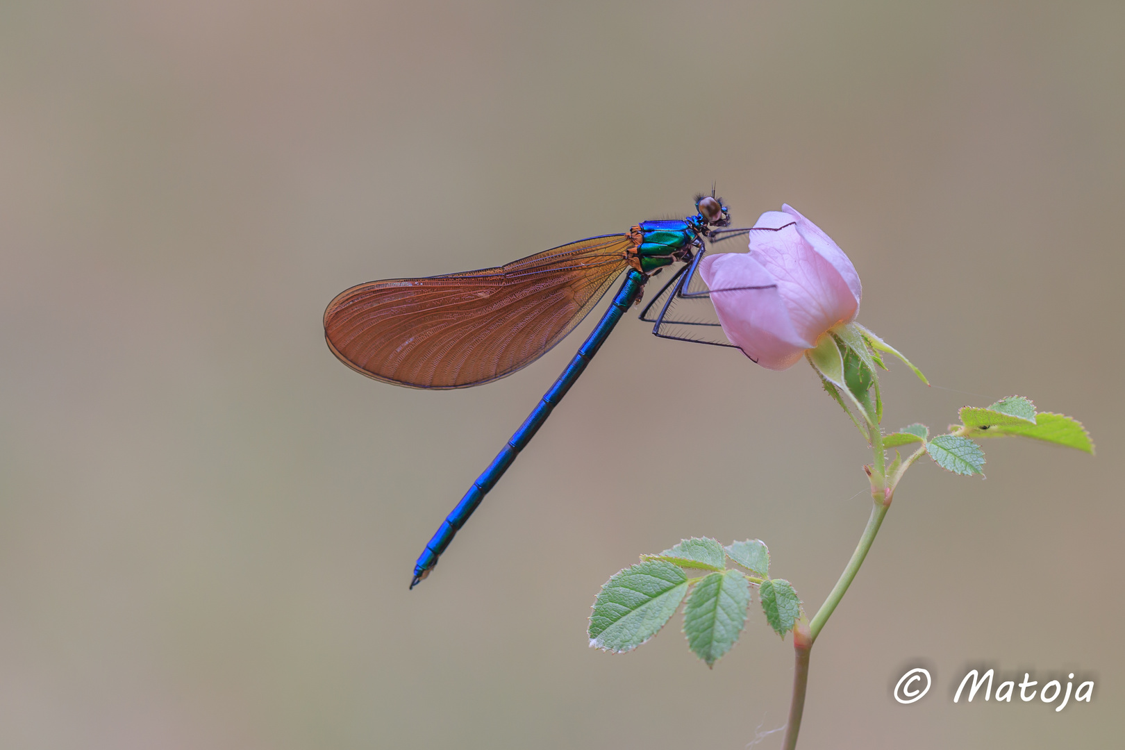 Calopteryx Virgo