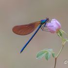 Calopteryx Virgo