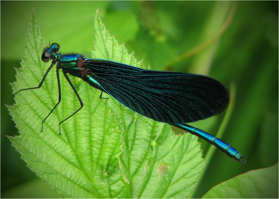 Calopteryx virgo - beautiful demoiselle / Blauflügel Prachtlibelle