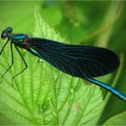 Calopteryx virgo - beautiful demoiselle / Blauflügel Prachtlibelle