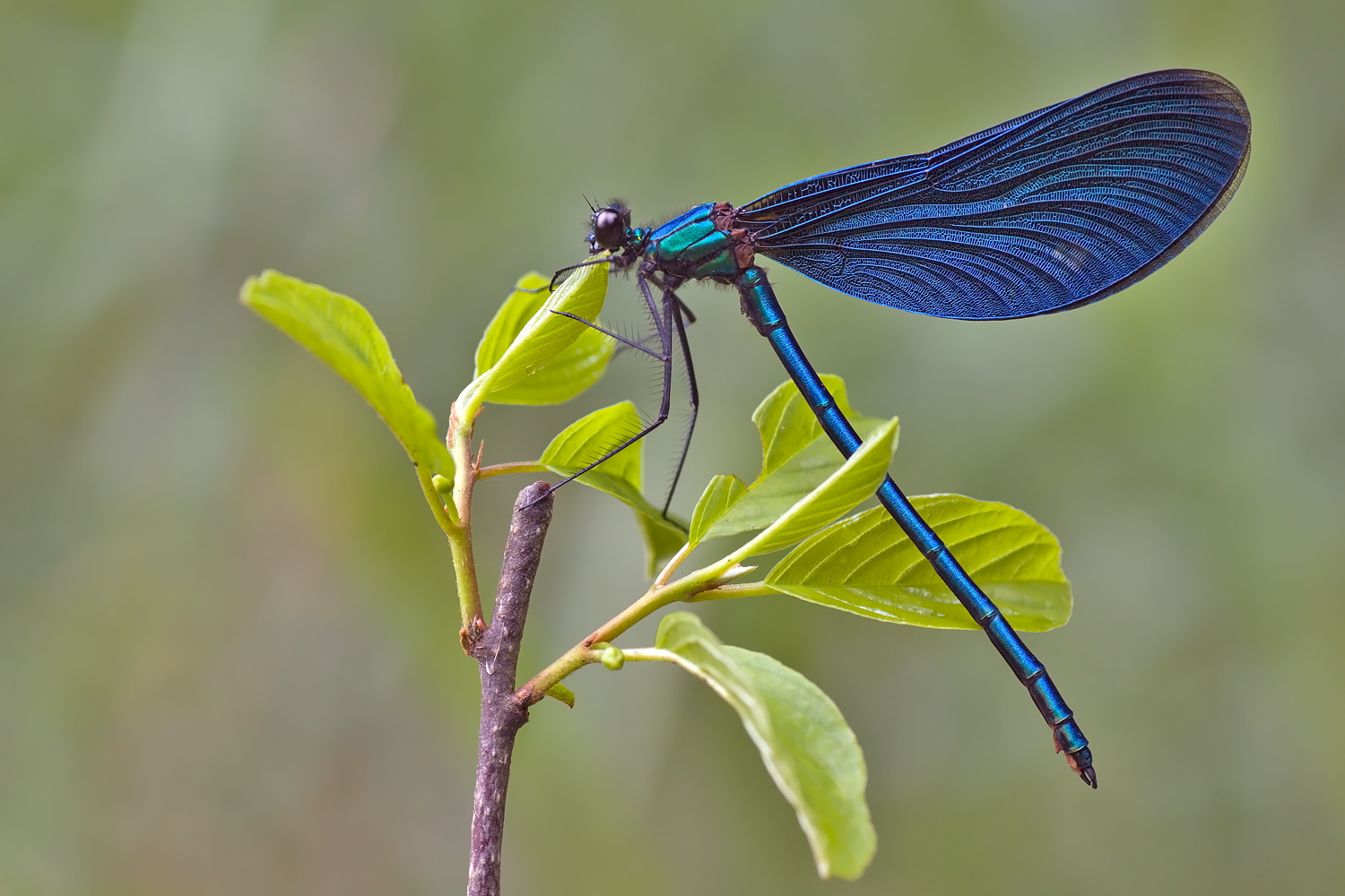 Calopteryx virgo – Blauflügel-Prachtlibelle