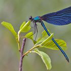 Calopteryx virgo – Blauflügel-Prachtlibelle