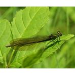 Calopteryx virgo - Blauflügel - Prachtlibelle - Weibchen