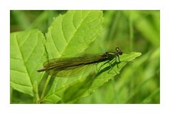 Calopteryx virgo - Blauflügel - Prachtlibelle - Weibchen