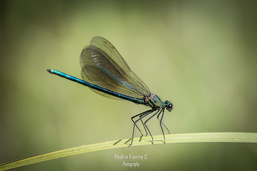 Calopteryx virgo