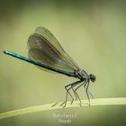 Calopteryx virgo