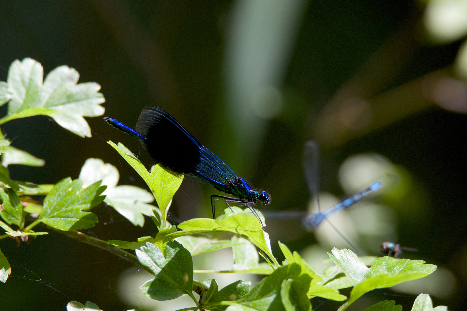 Calopteryx virgo (doku)