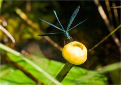 Calopteryx virgo