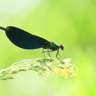  Calopteryx virgo 