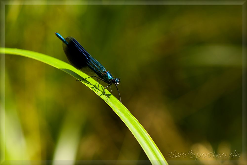 Calopteryx virgo, ein Männchen