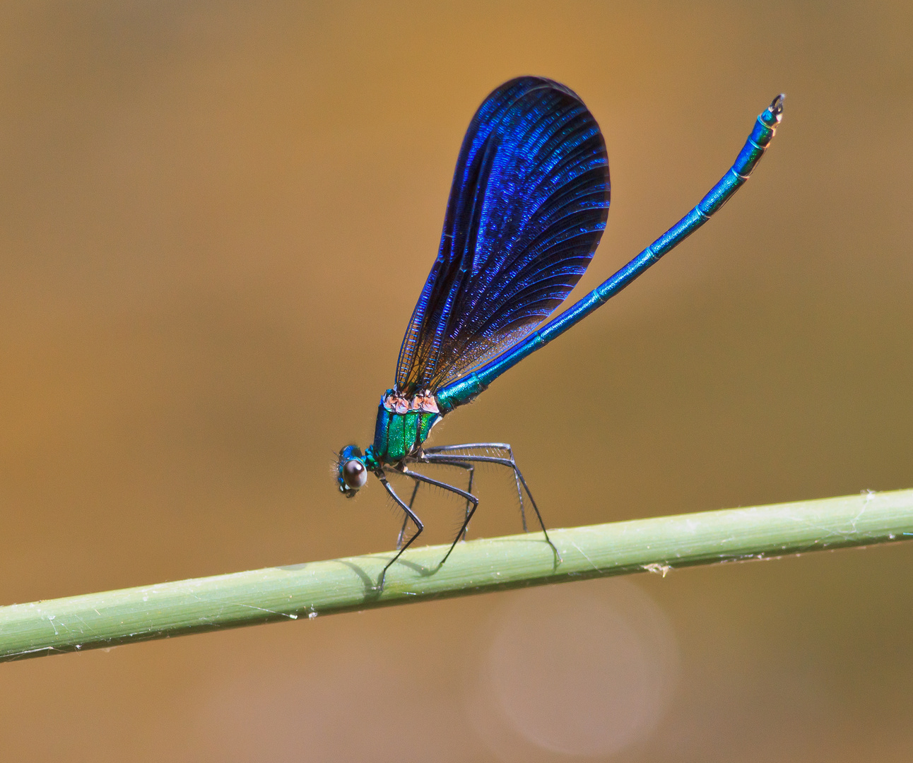 calopteryx Virgo