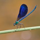 calopteryx Virgo