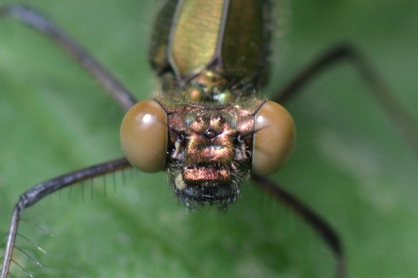 Calopteryx virgo