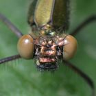 Calopteryx virgo