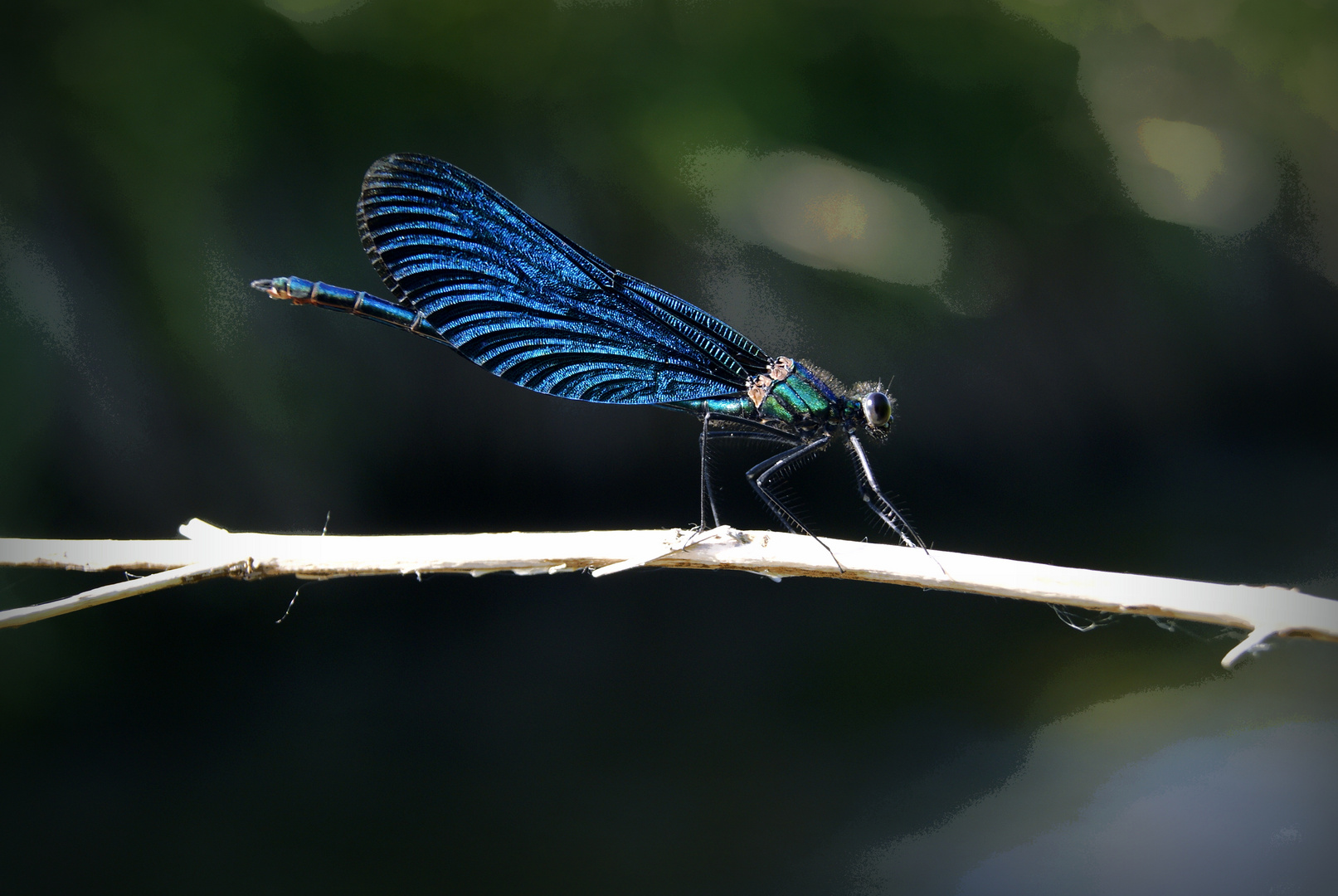 Calopteryx virgo