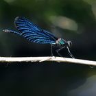 Calopteryx virgo