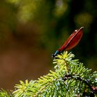 *Calopteryx virgo* female