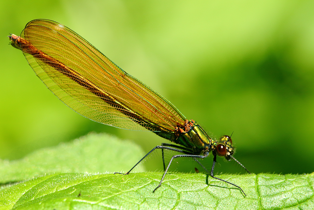 Calopteryx virgo (femelle)