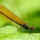 Calopteryx virgo (femelle)