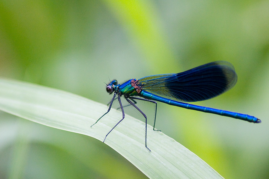 calopteryx virgo I