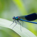 calopteryx virgo I