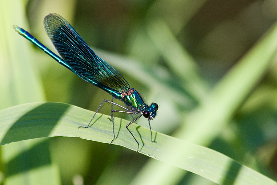 calopteryx virgo III