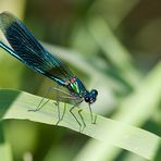 calopteryx virgo III